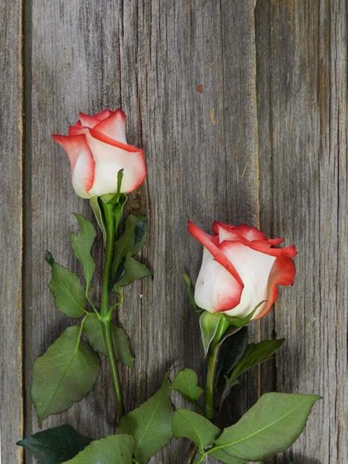 BLUSH   BICOLOR CREAM/RED ROSES